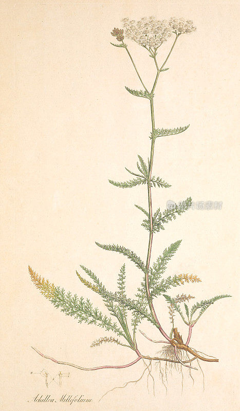 蓍草，千叶(Achillea millefolium)古董插图